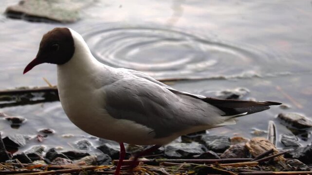 Close-up view of a seagull standing calmly on a small rock near the ocean. Detailed wildlife shot showing the texture of feathers and the natural coastal habitat with soft sea background.