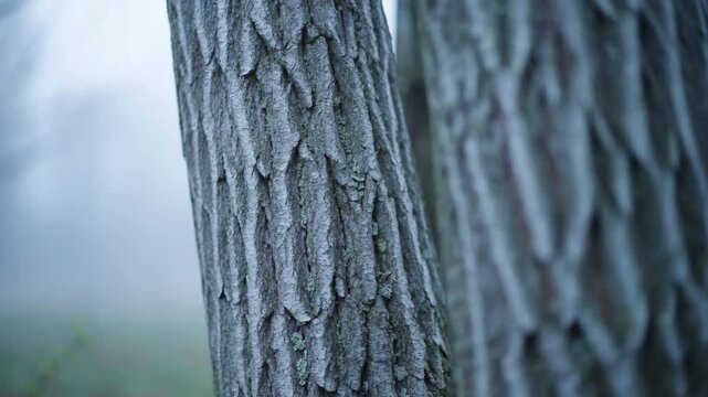 Close Up Tree Trunk Bark in Forest