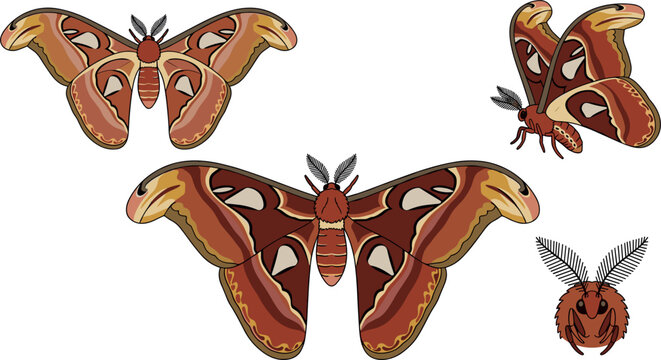 Detailed Atlas Moth Vector Set Featuring Open Wings Side View and Cute Fuzzy Antennae Icons for Botanical and Wildlife Graphic Designs