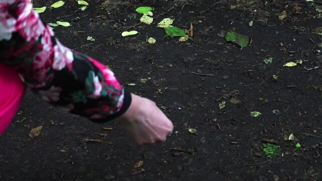 A squirrel eats seeds from a person's hand. Unspoiled nature and squirrel in the forest