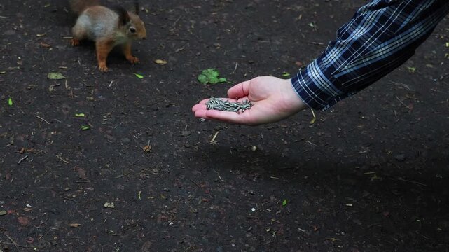 A squirrel eats seeds from a person's hand. Unspoiled nature and squirrel in the forest