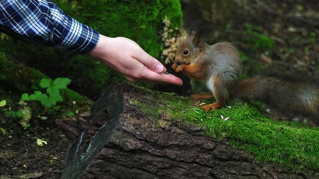 A squirrel eats seeds from a person's hand. Unspoiled nature and squirrel in the forest