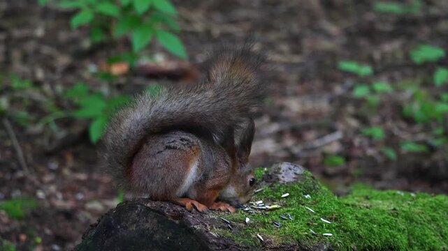 A squirrel eats seeds from a person's hand. Unspoiled nature and squirrel in the forest
