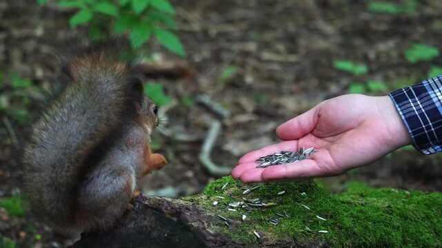 A squirrel eats seeds from a person's hand. Unspoiled nature and squirrel in the forest