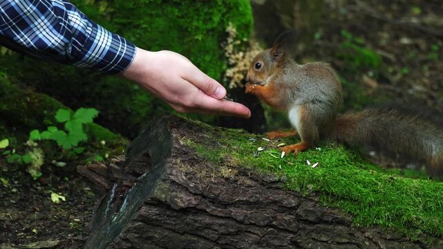 A squirrel eats seeds from a person's hand. Unspoiled nature and squirrel in the forest