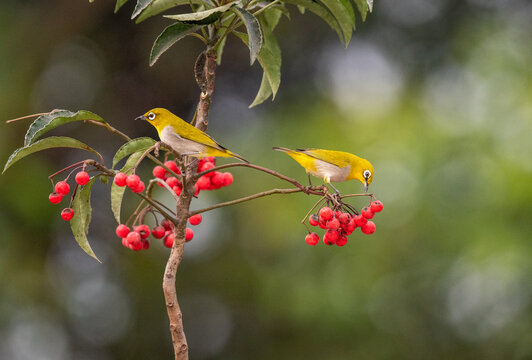 Indian white eye birds perched on a tree branch looking for food. Selective focus.