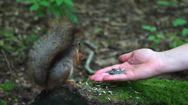 A squirrel eats seeds from a person's hand. Unspoiled nature and squirrel in the forest