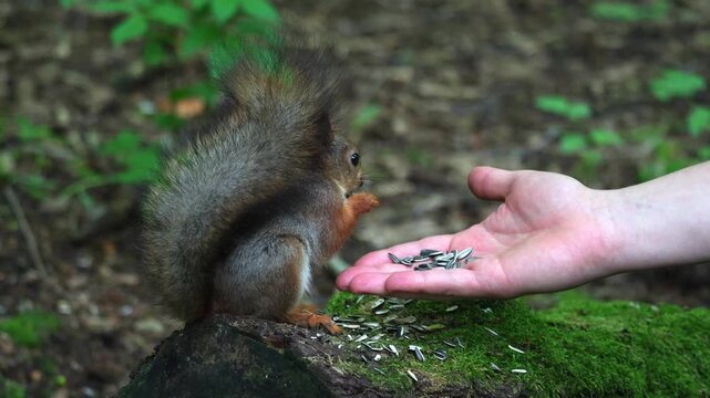A squirrel eats seeds from a person's hand. Unspoiled nature and squirrel in the forest