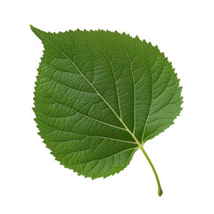 Fototapeta premium fresh green linden tree leaf close-up serrated edges clear veins natural botanical ecology material
