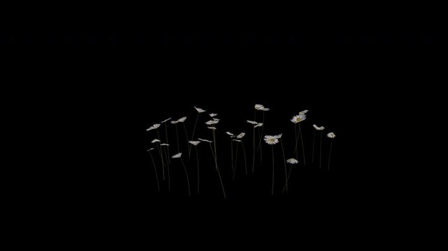 Daisy Plant Swaying in Wind Loop Animation with Alpha Channel. Wind Blows The Bellis Perennis Flowering Plant. Plant Leaves Swaying. Animated Plant Branches Moving in Breeze. Transparent BG. Loop Anim