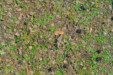 Obraz premium Forest ground texture with sparse grass and natural debris. Natural background.