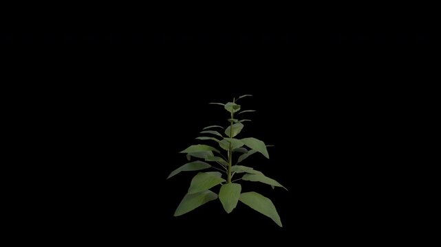 Foxglove Plant Swaying in Wind Loop Animation with Alpha Channel. Wind Blows The Common Foxglove Flowering Plant. Digitalis Purpurea Plant Leaves Swaying. Animated Plant Branches Moving in Breeze. Tra