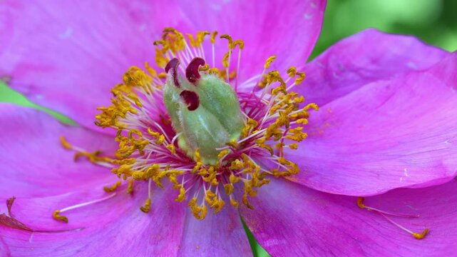Bee pollinator in a pink flower in a summer garden.