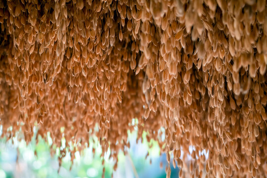 A traditional method in Java, Indonesia for storing and hanging dry rice harvests in traditional rice barns or at a house