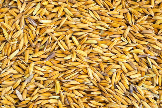 Golden paddy rice texture background, Raw jasmine rice grains top view.