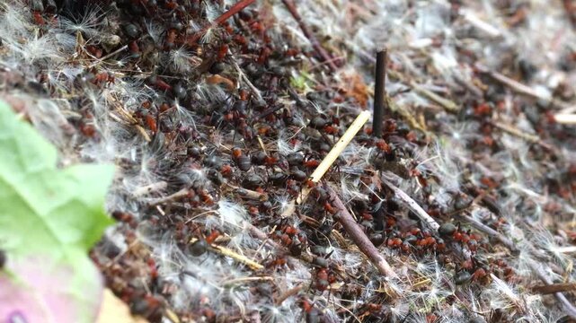 Large ants working in the morning at dawn close-up