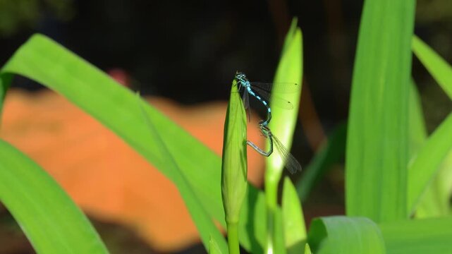 Mating dance of blue dragonflies. Dragonflies mating on a beautiful green leaf near a pond.