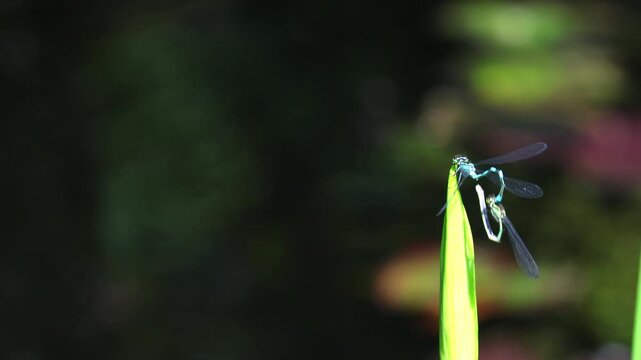 Mating dance of blue dragonflies. Dragonflies mating on a beautiful green leaf near a pond.