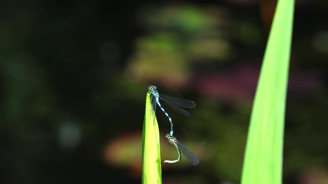 Mating dance of blue dragonflies. Dragonflies mating on a beautiful green leaf near a pond.