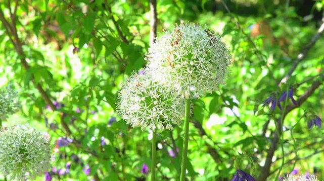 Video 4K, white flower. A close-up view of natural pollination highlights the important role insects play in ecosystems and plant reproduction. Ideal for nature, wildlife, gardening