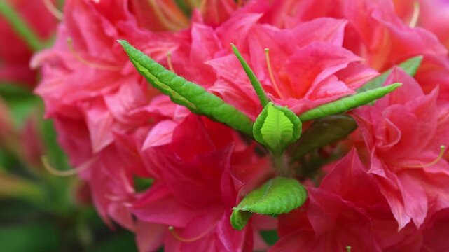 Bright pink rhododendron flowers. Azaleas
