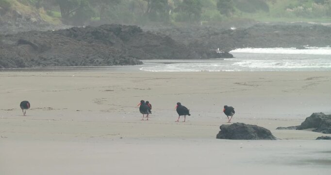 a tracking clip of a flock of variable oystercatchers walking on the beach at shipwreck bay of ahipara, new zealand