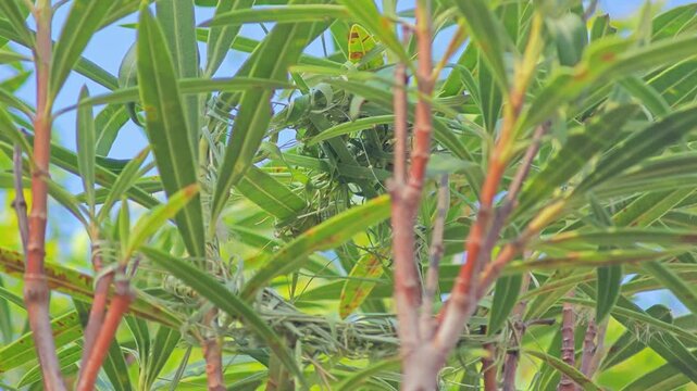 Oriole bird nest on tree.
