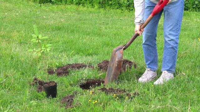 Securing a Future Forest, planting a pine tree Sapling. Kneeling on the forest floor, a caretaker enriches a tree digging up black soil.