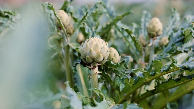 Fresh artichokes ripening on bushes in a rural plantation during the harvest season