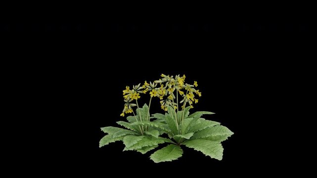 Cowslip Primrose Plant Swaying in Wind Loop Animation with Alpha Channel. Wind Blows The Cowslip Plant. Primula Veris Plant Leaves Swaying. Animated Flowering Plant Branches Moving in Breeze. Transpar