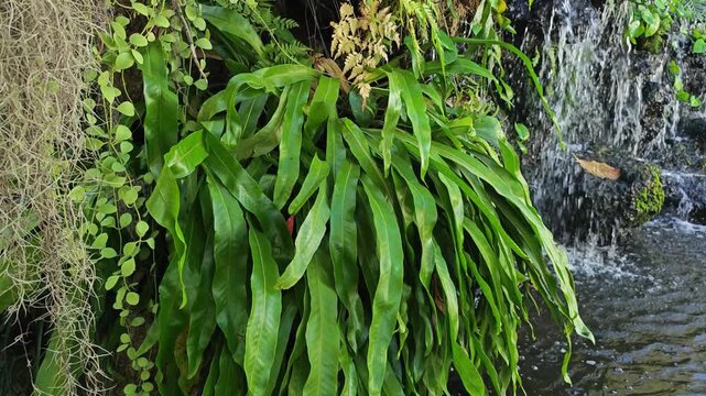 Bird's Nest Fern or Asplenium Nidus.