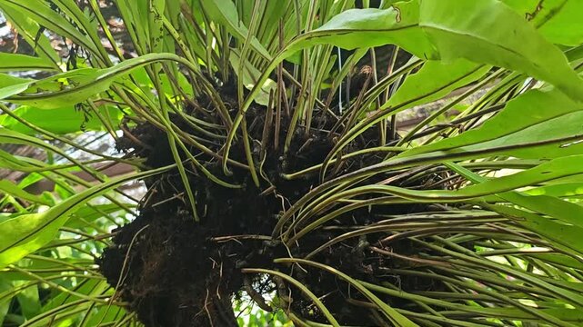 Bird's Nest Fern or Asplenium Nidus.