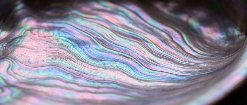 Iridescent abalone shell surface texture featuring natural curves and glowing pearlescent layers for artistic background