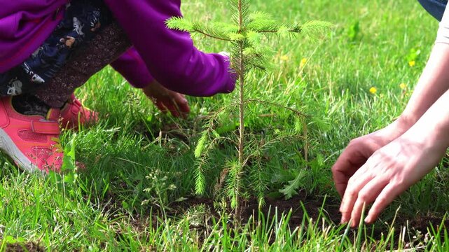 Securing a Future Forest, planting a pine tree Sapling. Kneeling on the forest floor, a caretaker enriches a tree digging up black soil.