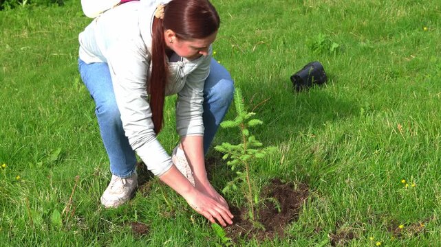 Securing a Future Forest, planting a pine tree Sapling. Kneeling on the forest floor, a caretaker enriches a tree digging up black soil.