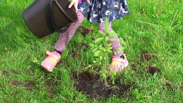 Securing a Future Forest, planting a pine tree Sapling. Kneeling on the forest floor, a caretaker enriches a tree digging up black soil.