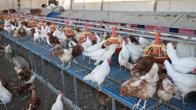 Portrait of white and brown chickens who are fed in traditional poultry farm. High quality 4k footage