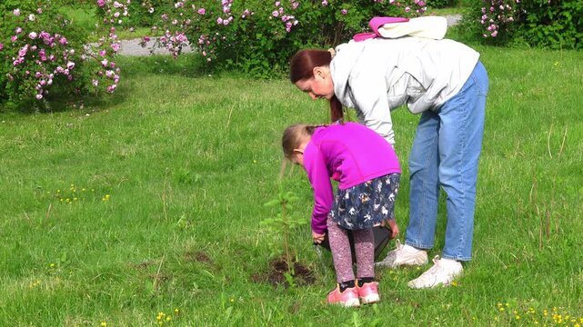 Securing a Future Forest, planting a pine tree Sapling. Kneeling on the forest floor, a caretaker enriches a tree digging up black soil.