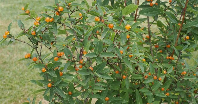 (Lonicera pyrenaica) Pyrenean honeysuckle is a small, broad shrub with an upright, branching habit. Its leaves are green with a slight bluish tint. Its ornamental fruits are orange-red
