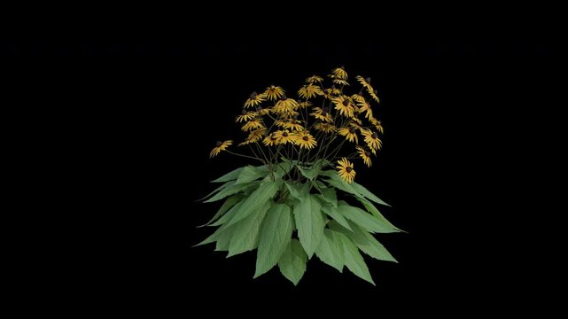 Orange Coneflower Plant Swaying in Wind Loop Animation with Alpha Channel. Wind Blows The Black-eyed Susan Plant. Rudbeckia Fulgida Plant Leaves Swaying. Animated Flowering Plant Branches Moving in Br