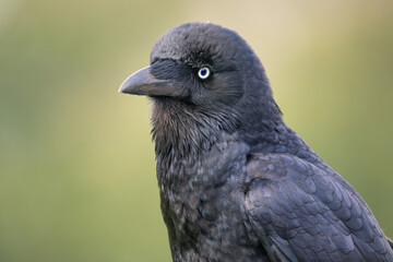 Obraz premium Closeup portrait of a wild little raven (Corvus mellori) with isolated and blurred background and piercing eye and lots of feather texture and detail