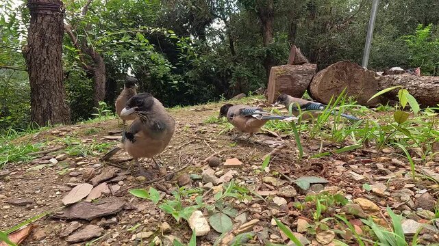 Wildlife Video of Black-Headed Jays (Garrulus lanceolatus) in a Himalayan Forest