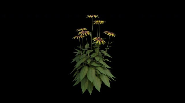 Black Eyed Susan Plant Swaying in Wind Loop Animation with Alpha Channel. Wind Blows The Rudbeckia Hirta Plant. Achillea Plant Leaves Swaying. Animated Flowering Plant Branches Moving in Breeze. Trans