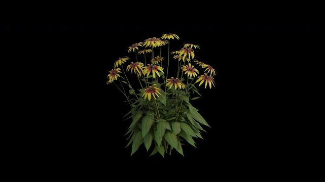 Black Eyed Susan Plant Swaying in Wind Loop Animation with Alpha Channel. Wind Blows The Rudbeckia Hirta Plant. Achillea Plant Leaves Swaying. Animated Flowering Plant Branches Moving in Breeze. Trans