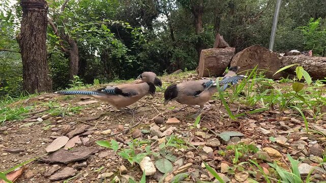 Small Group of Wild Black-Headed Jays Pecking for Food