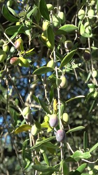 Olives ripening on olive tree branch in sun