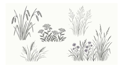 Hand drawn wild grass and meadow flowers vector set, vintage botanical line art illustrations, rustic field plants and weeds for wedding stationery © I'm_coming
