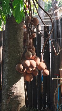 Sal tree fruit. Canon tree.
