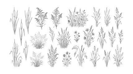 Hand drawn wild grass and meadow plant collection, botanical line art vector set, minimalist field herbs and cattail sketches for wedding stationery © I'm_coming
