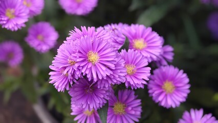 Aster amellus. Purple flowers field. © lesyeuxdedidi